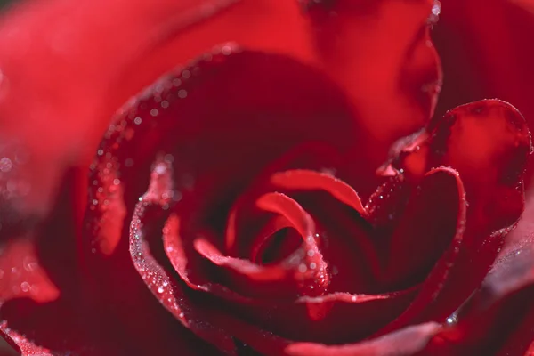 ドロップオンのバラのクローズアップマクロ写真 — ストック写真