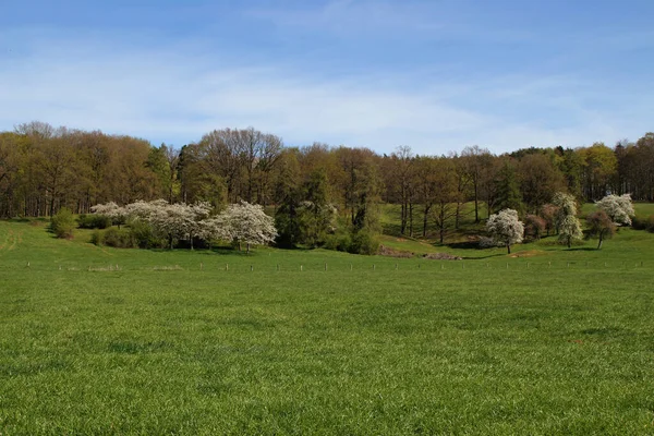 Trær Med Blomster Planke – stockfoto