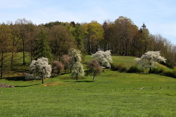 Árvores Com Flores Uns Fiéis — Fotografia de Stock