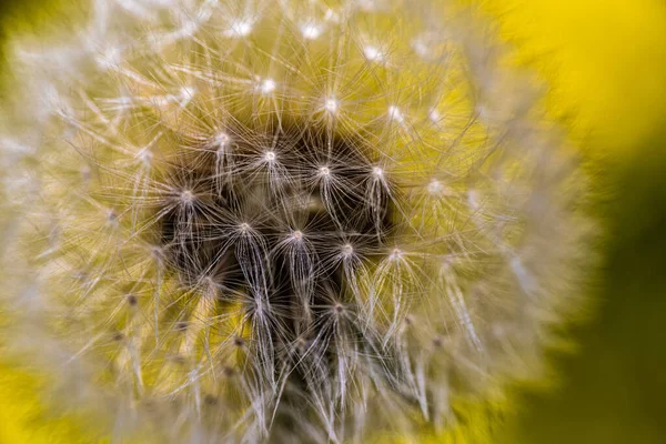 Dandelion Seeds Green Background — Stock Photo, Image