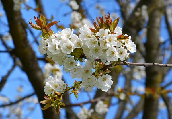 Kwitnące Drzewo Wiśniowe Kwietniu — Zdjęcie stockowe