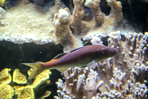 Peces Arrecife Entorno Natural — Foto de Stock