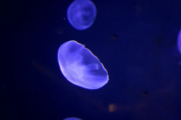 巨无霸 水母在魔法光芒下的肖像 — 图库照片