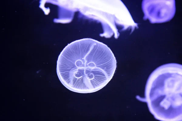 Makro Portret Meduzy Magicznym Świetle — Zdjęcie stockowe