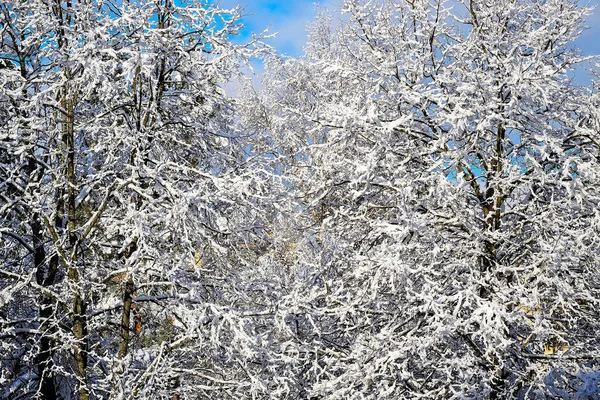 Paisaje Invernal Con Árboles Cubiertos Nieve —  Fotos de Stock