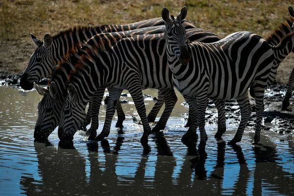 Zebras Water Herd Animals River Plains Serengeti — Stock Photo, Image