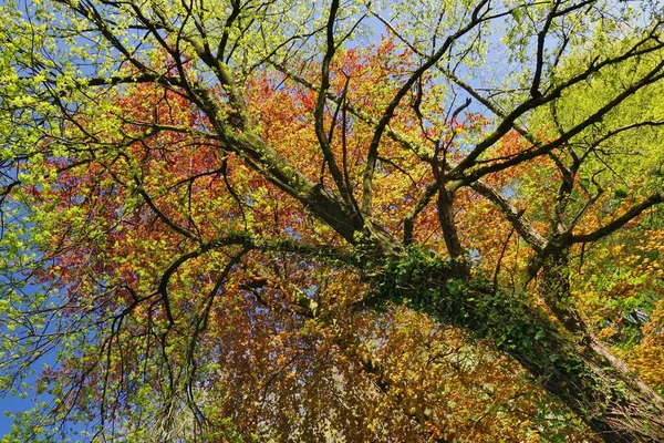 Ems Lutter Hiking Trail Tree Spring Quelle Bielefeld Eastwestphalia North — Stock Photo, Image