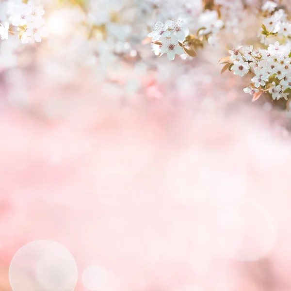 Fondo Día Las Madres Rosadas Con Tiernas Flores Cerezo Blanco — Foto de Stock