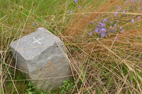 Närbild Skott Vacker Lila Blommor Äng — Stockfoto