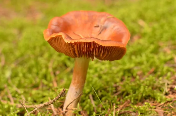 Gros Plan Champignon Poussant Dans Forêt — Photo