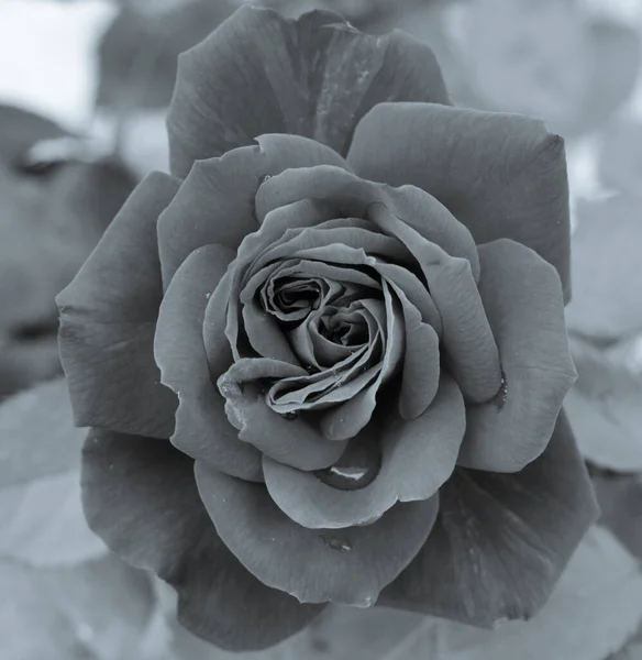 Schöne Weiße Rosen Garten — Stockfoto