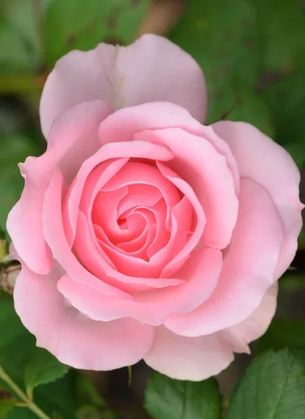 庭にピンク色の美しいバラが — ストック写真