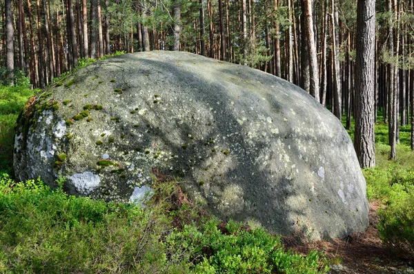 Большая Каменная Дорожка Лесу — стоковое фото