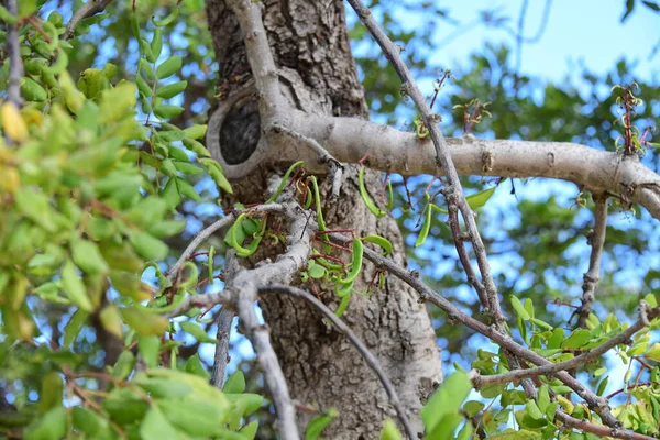 Bir Ağaç Dalında Oturan Genç Bir Kuşun Yakın Plan Fotoğrafı — Stok fotoğraf