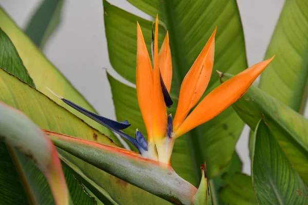 Tropikal Çiçekler Bitki Örtüsü Yapraklar — Stok fotoğraf