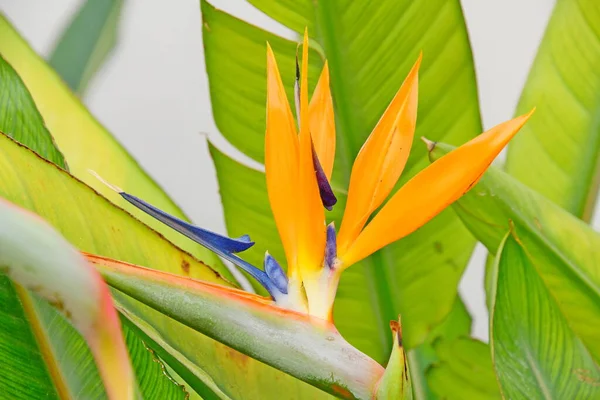 熱帯性のヤシの葉や植物や葉 — ストック写真