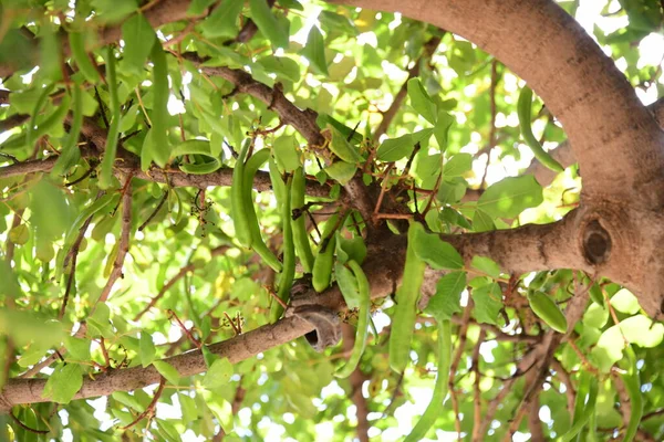 Gröna Blad Ett Träd — Stockfoto