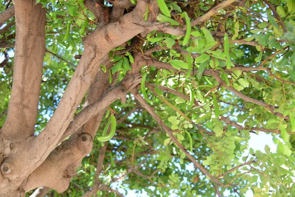 Closeup Shot Tree Forest — Stock Photo, Image
