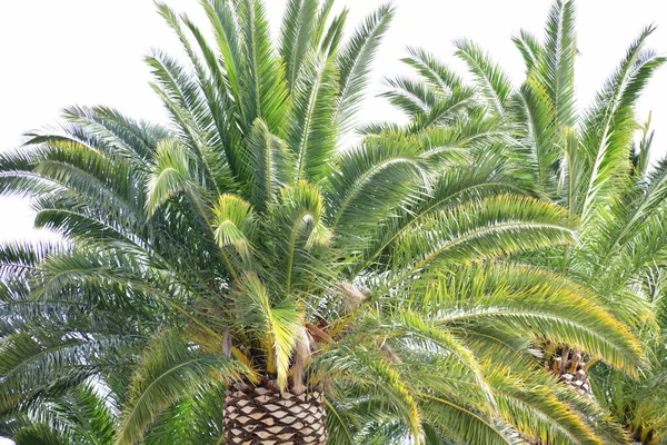 Green Palm Leaves White Background — Stock Photo, Image