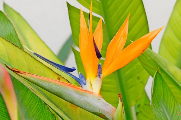 熱帯のエキゾチックな花や植物や葉は — ストック写真