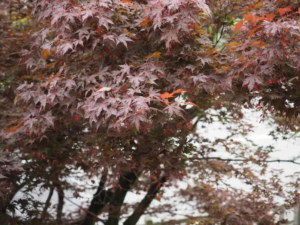 Foglie Autunnali Autunno Stagione Flora — Foto Stock