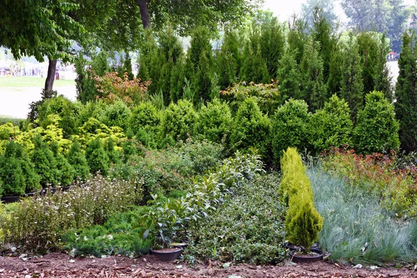 Schöne Botanische Aufnahme Natürliche Tapete — Stockfoto