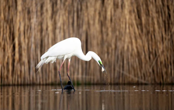 Garza Blanca Agua — Foto de Stock