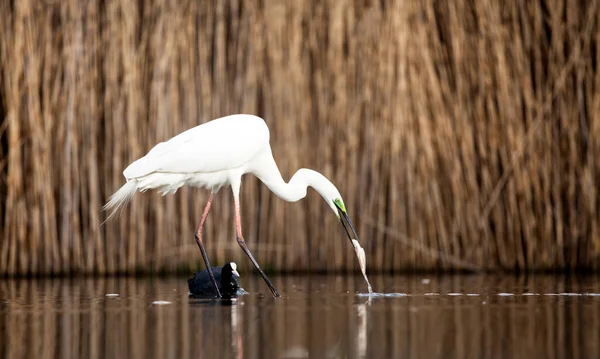 Hermoso Pájaro Agua — Foto de Stock