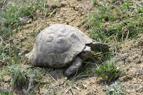 Gammal Sköldpadda Fältet Närbild Sköldpadda — Stockfoto