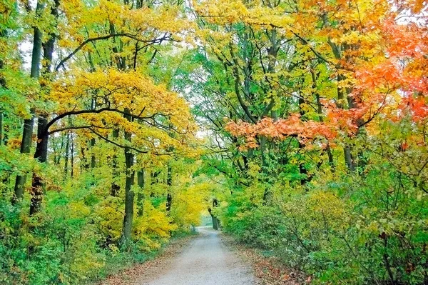 Floresta Outono Com Árvores Coloridas — Fotografia de Stock