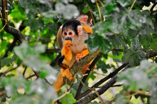 Mladá Opice Sedí Větvi Stromu — Stock fotografie