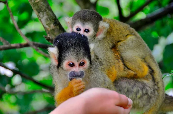 Mladá Opice Hodně Jejich Roztomilé Dítě — Stock fotografie