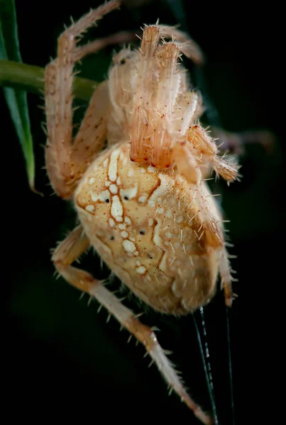 Close Uma Aranha Jardim Web — Fotografia de Stock