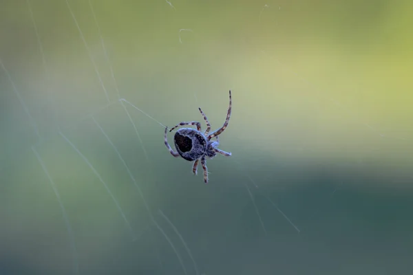 Detailní Záběr Zahradního Pavouka Webu — Stock fotografie