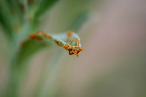 Wiele Małych Gąsienic Larw Robaków Owadów Jednym Liściu — Zdjęcie stockowe