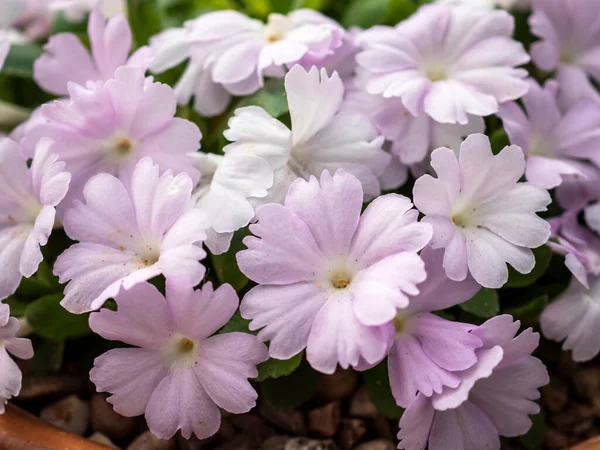 Gros Plan Des Jolies Petites Fleurs Roses Primula Allionii — Photo