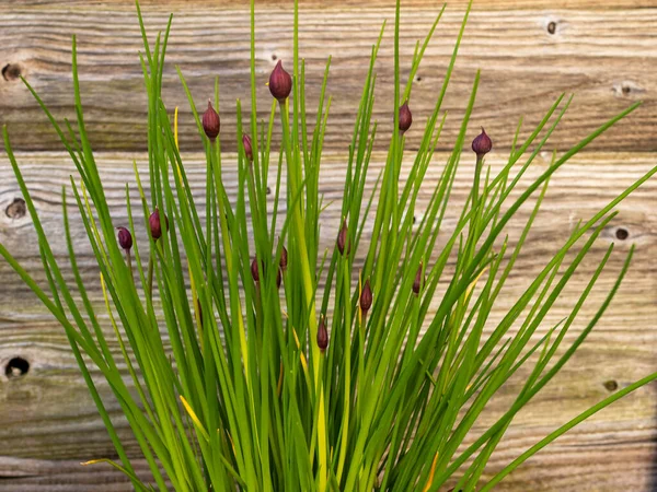 Allium Cebollino Planta Con Bonitos Capullos Flores Hojas Verdes Junto —  Fotos de Stock
