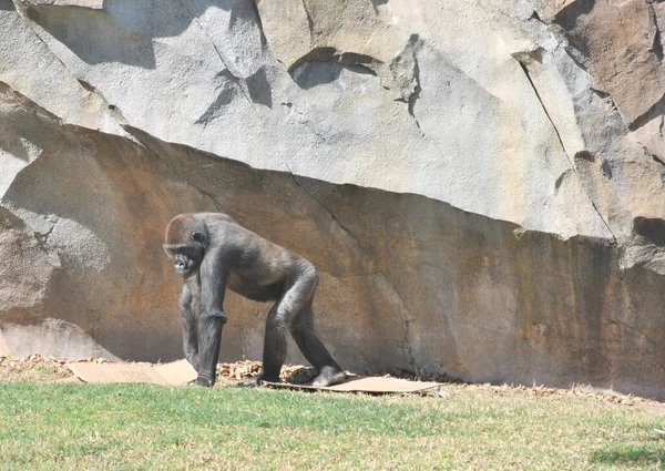 Nahaufnahme Eines Niedlichen Schimpansen Der Auf Einem Felsen Sitzt — Stockfoto