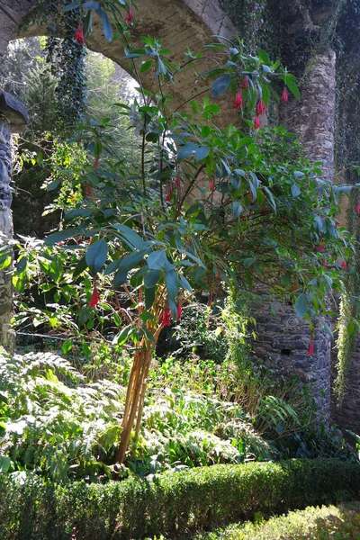 Hermoso Plano Botánico Fondo Pantalla Natural — Foto de Stock