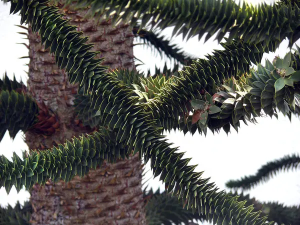 Pine Tree Branches Flora — Stock Photo, Image