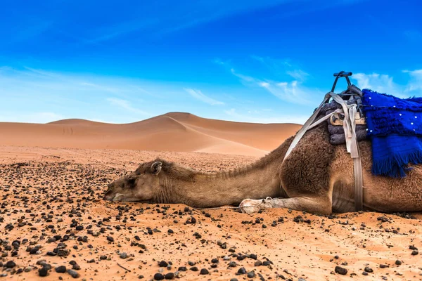 Merzouga Nel Deserto Del Sahara Marocco — Foto Stock
