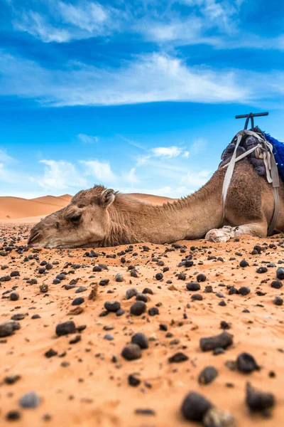 Merzouga Στην Έρημο Σαχάρα Στο Μαρόκο — Φωτογραφία Αρχείου