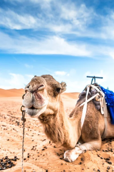Merzouga Poušti Sahara Maroku — Stock fotografie