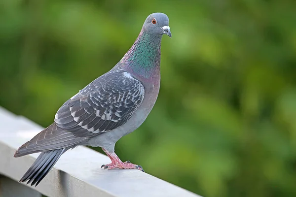 地面に鳩が — ストック写真