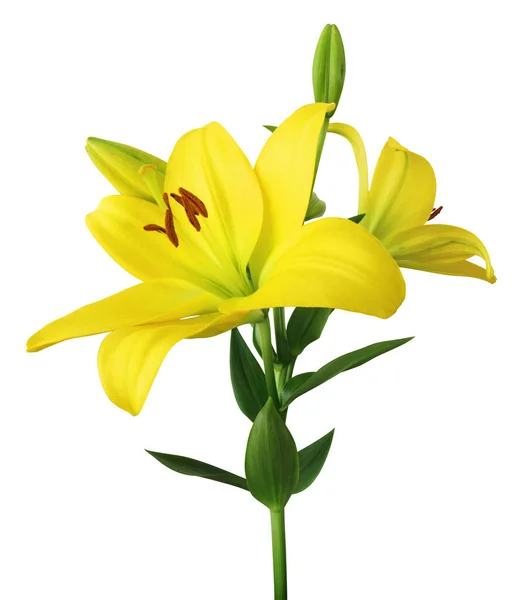 Güzel Sarı Zambaklar Lilium Liliaceae Beyaz Arka Planda Izole Edilmiş — Stok fotoğraf