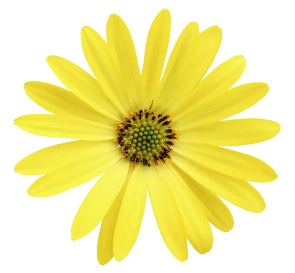 Krásné Žluté Sedmikrásky Marguerite Horním Pohledu Izolované Bílém Pozadí Včetně — Stock fotografie