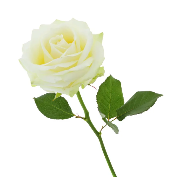 White Rose Rosaceae Der Seitenansicht Isolé Sur Fond Blanc Compris — Photo