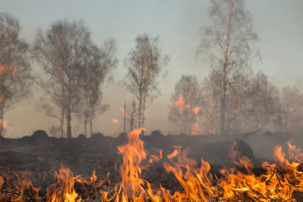 Waldbrand Brennt Waldbrand Tag Hautnah — Stockfoto