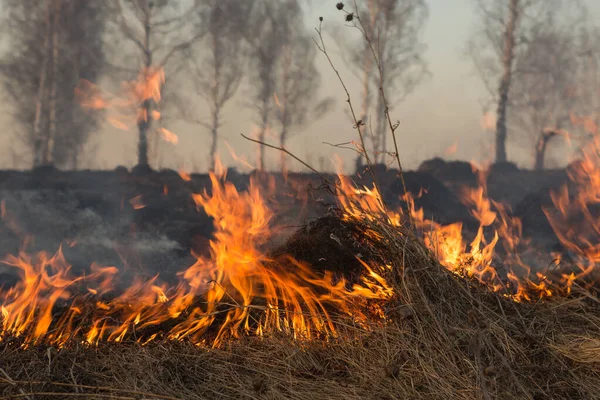 Lesní Požár Hoří Wildfire Zavírá Dne — Stock fotografie