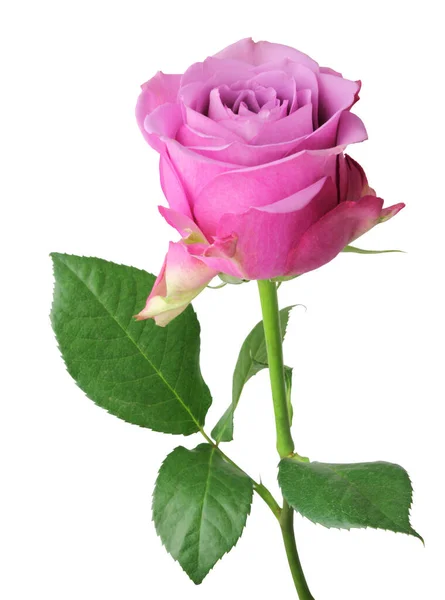 Piękna Róża Rosaceae Widoku Boku Izolowane Białym Tle Niemcy — Zdjęcie stockowe